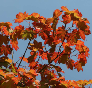 Acer japonicum ‘Vitifolium’